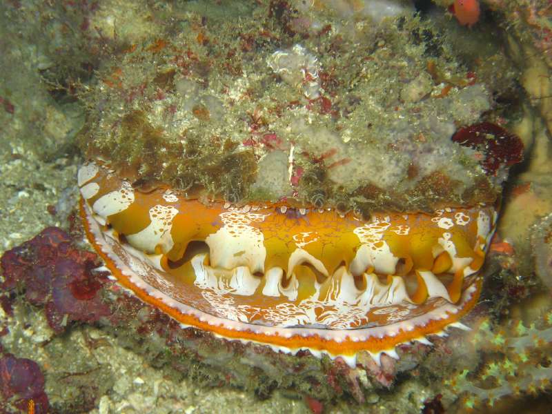 Orangemouth Thorny Oyster