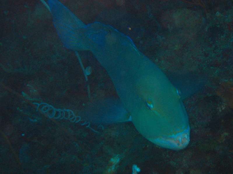 Parrotfish