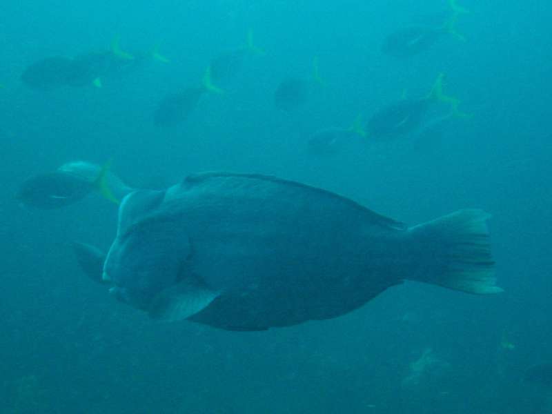 Bumphead Parrotfish