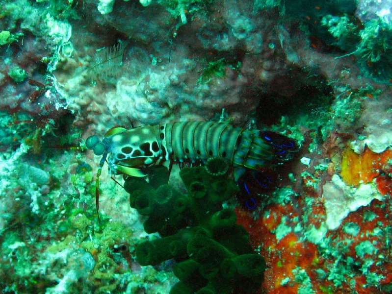 Mantis Shrimp