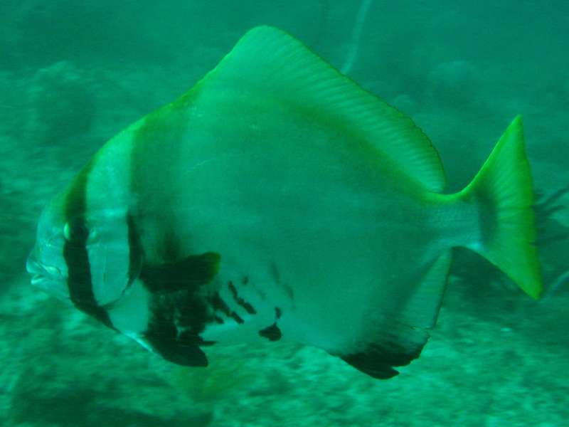 Batavia Spadefish