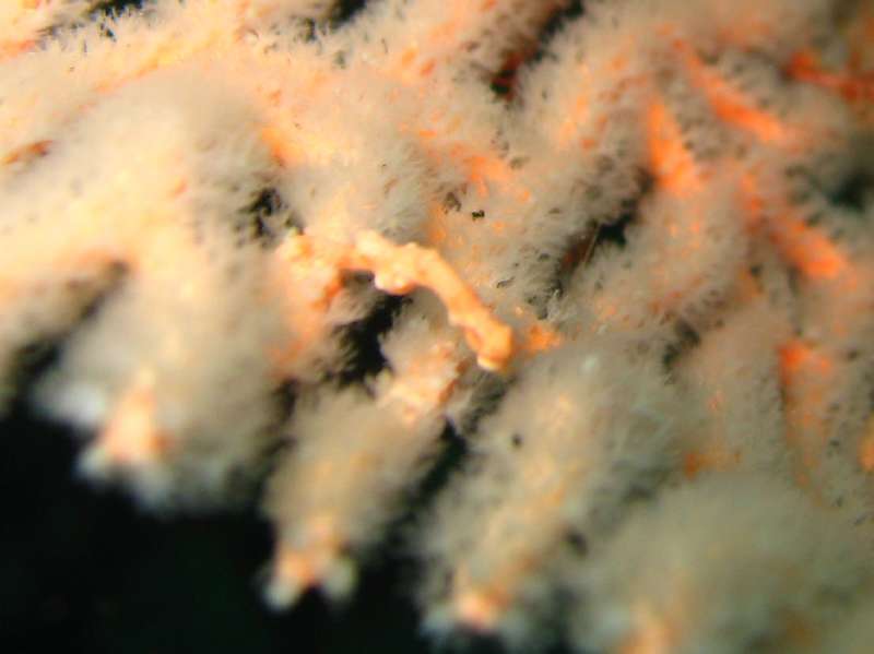 Pygmy Seahorse