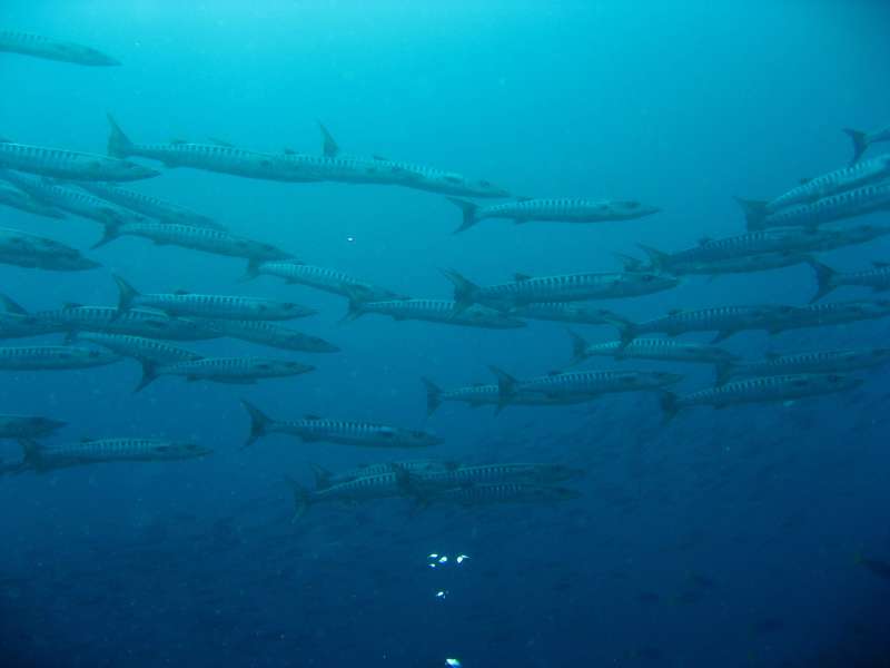 Barracuda