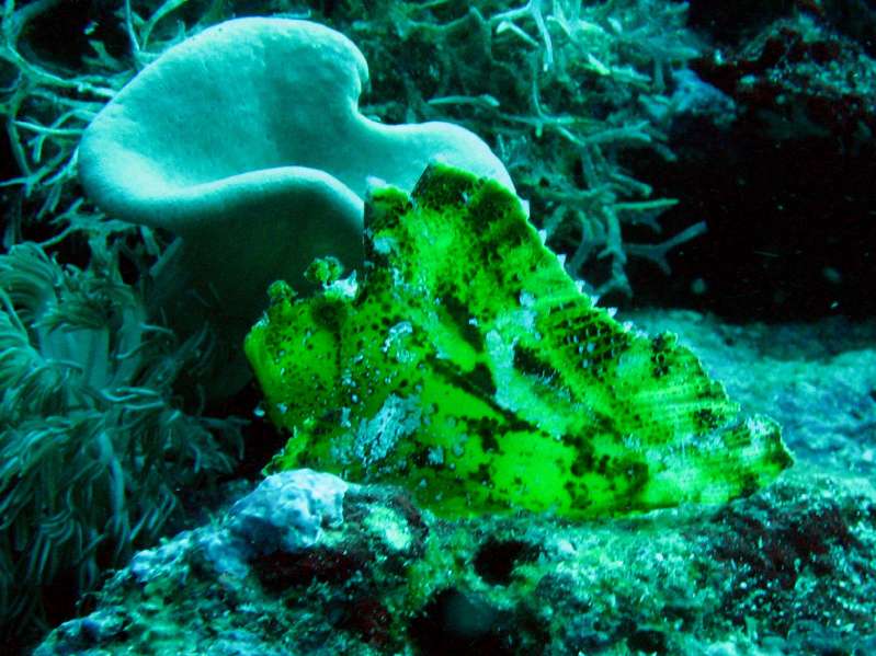 Leaf Scorpionfish