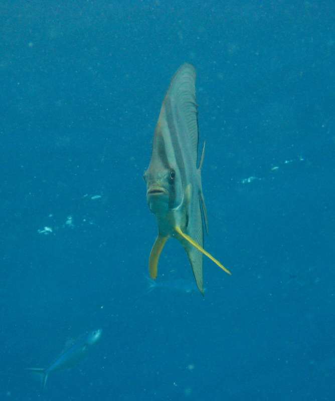 Longfin Spadefish