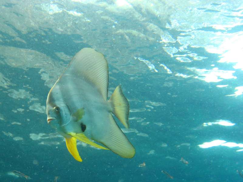 Longfin Spadefish