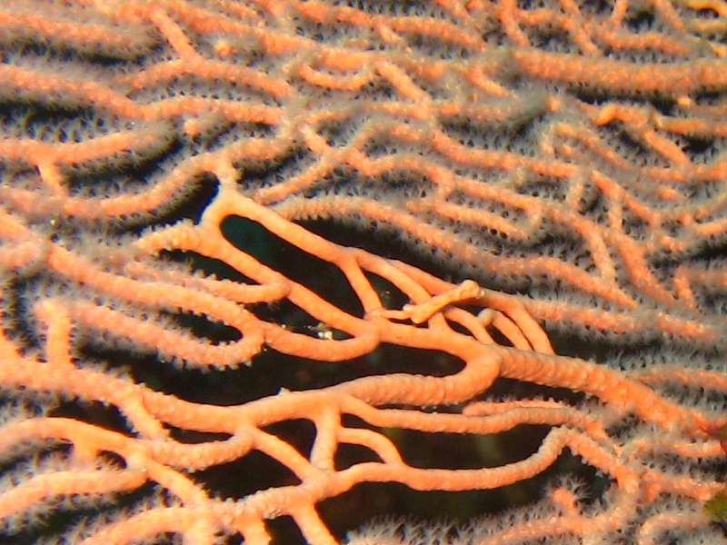 Pygmy Seahorse