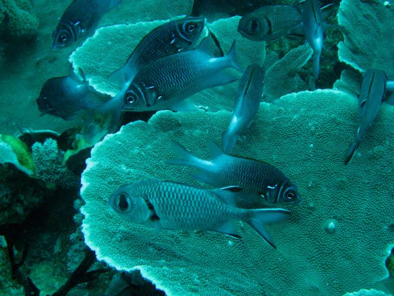 Squirrelfish