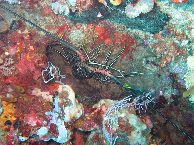 Ornate Spiny Lobster