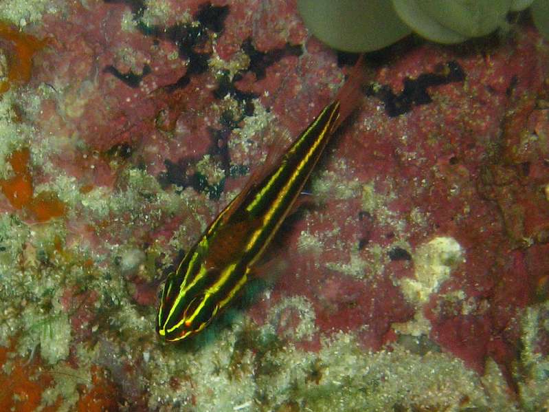 Cardinalfish with Parasite