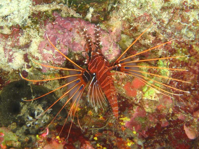 Spotfin Lionfish