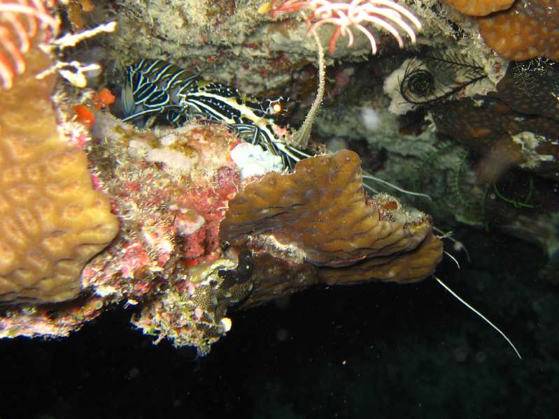 Ornate Spiny Lobster