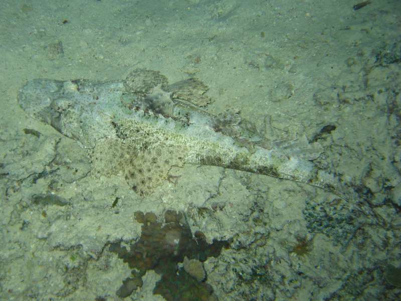 Crocodile Flathead