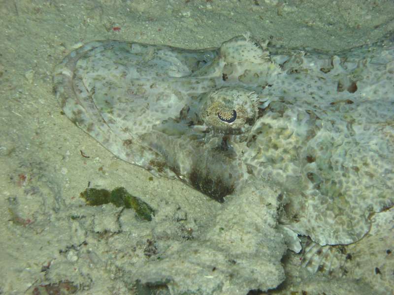 Crocodile Flathead