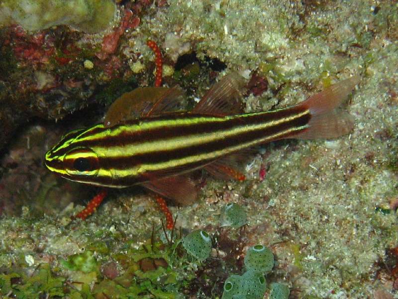 Cardinalfish with Parasite