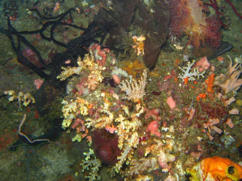 Yellowmargin Moray Eel