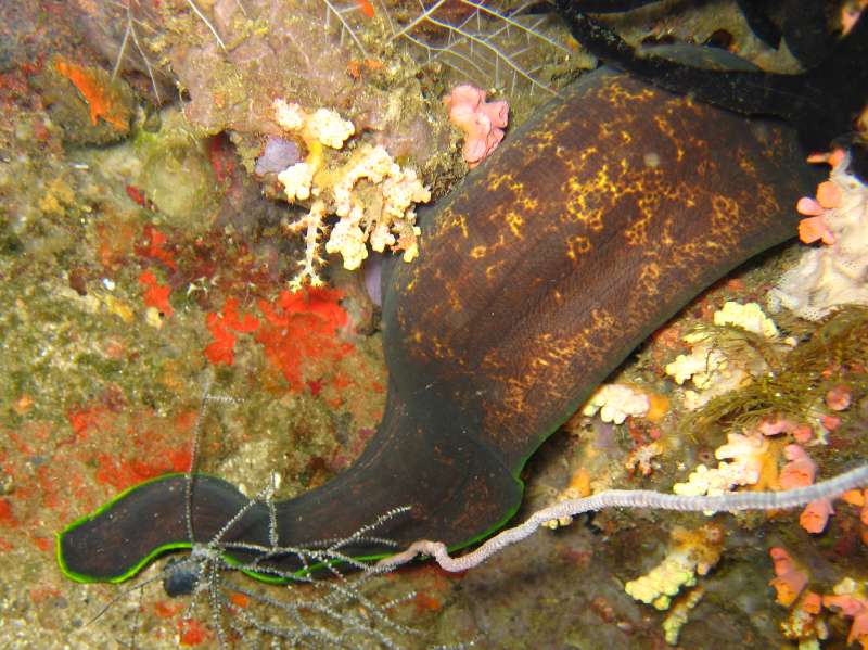 Yellowmargin Moray Eel