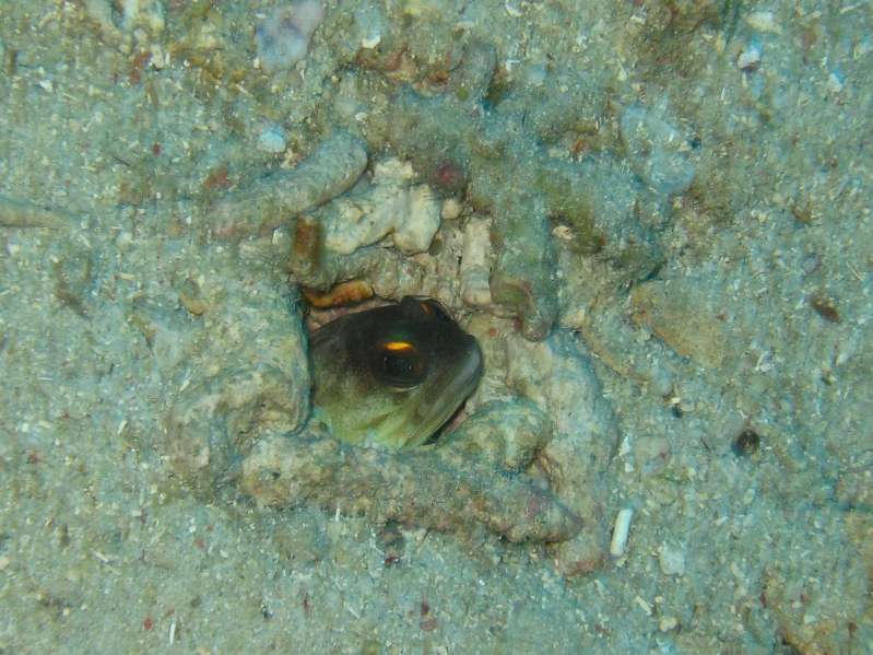 Yellowbarrel Jawfish