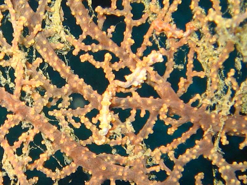 Three Pygmy Seahorses