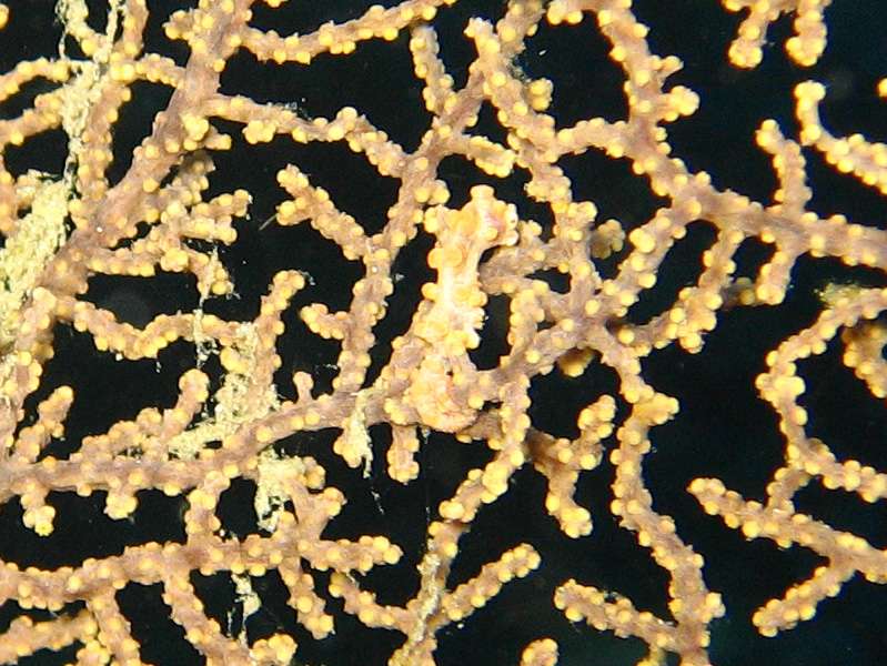 Pygmy Seahorse