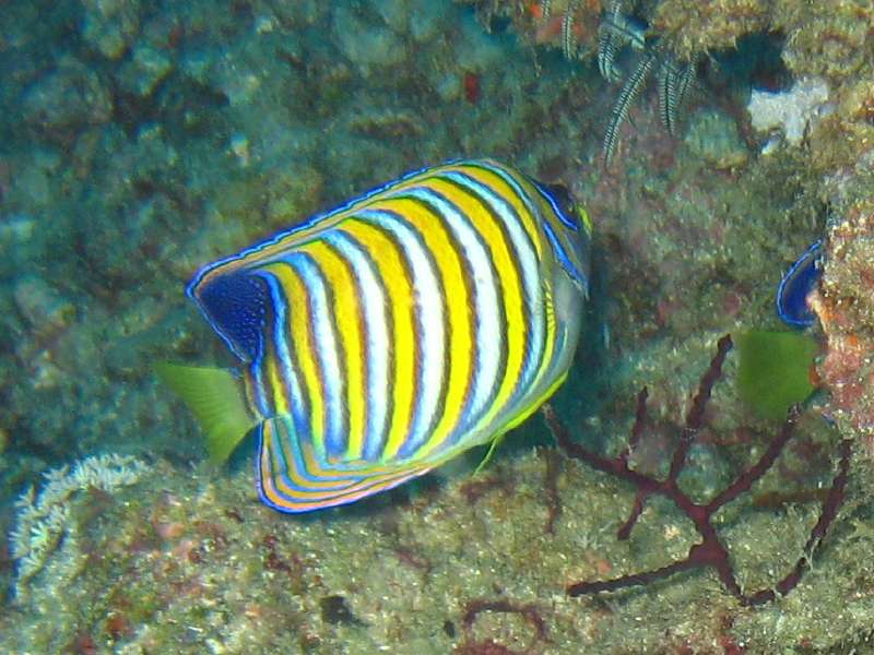 Regal Angelfish