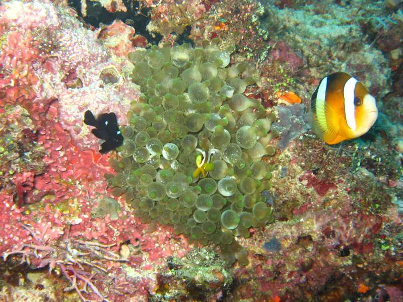 Clark's Anemonefish