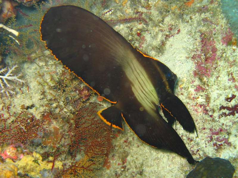 juvenile Pinnate Spadefish