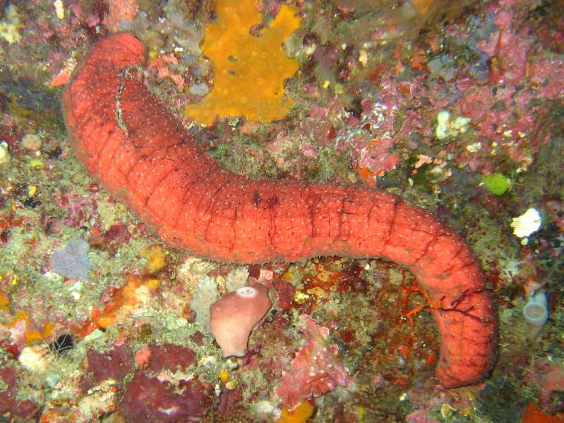 Sea Cucumber