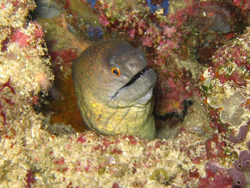 Yellowmargin Moray Eel