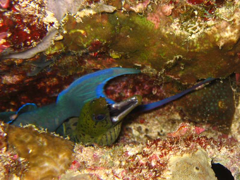 Moray Eel and Sleeping Red-toothed Triggerfish