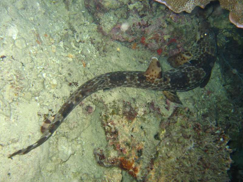 Raja Epaulette Shark