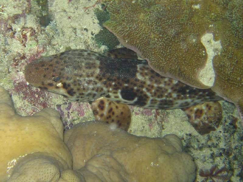 Raja Epaulette Shark