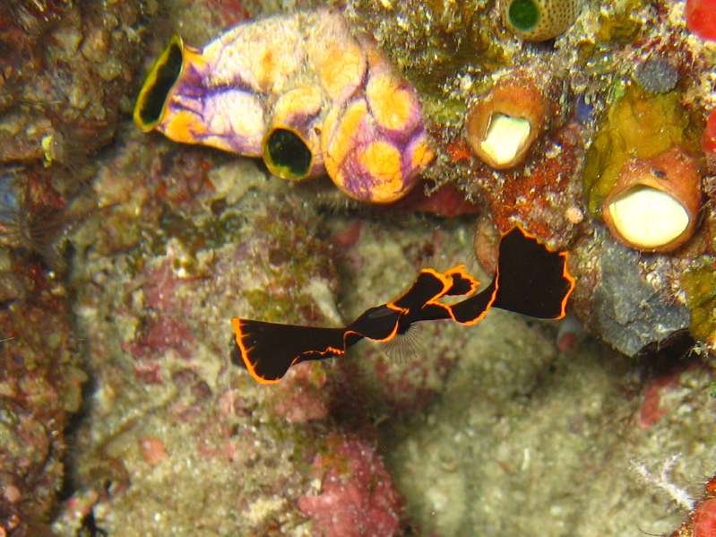 extremely juvenile Spadefish