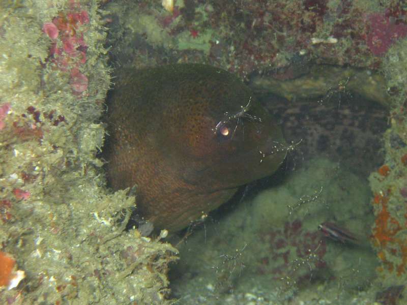 Yellowmargin Moray Eel with Cleaner Shrimp