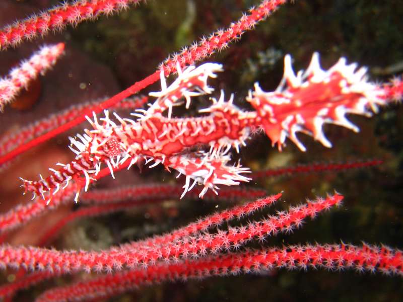 Ornate Ghost Pipefish