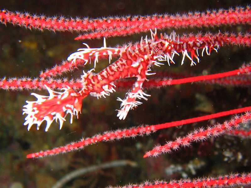 Ornate Ghost Pipefish