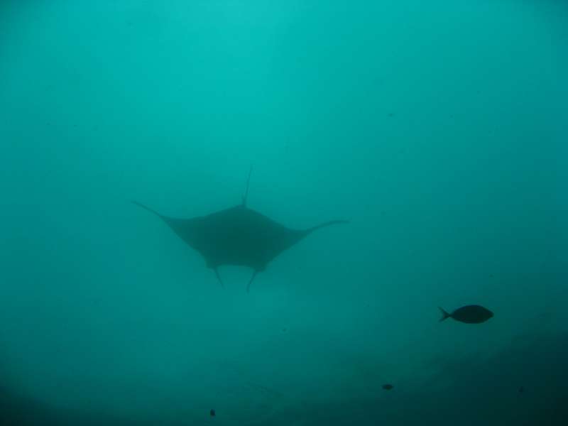 Manta Ray