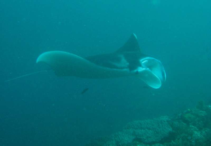 Manta Ray