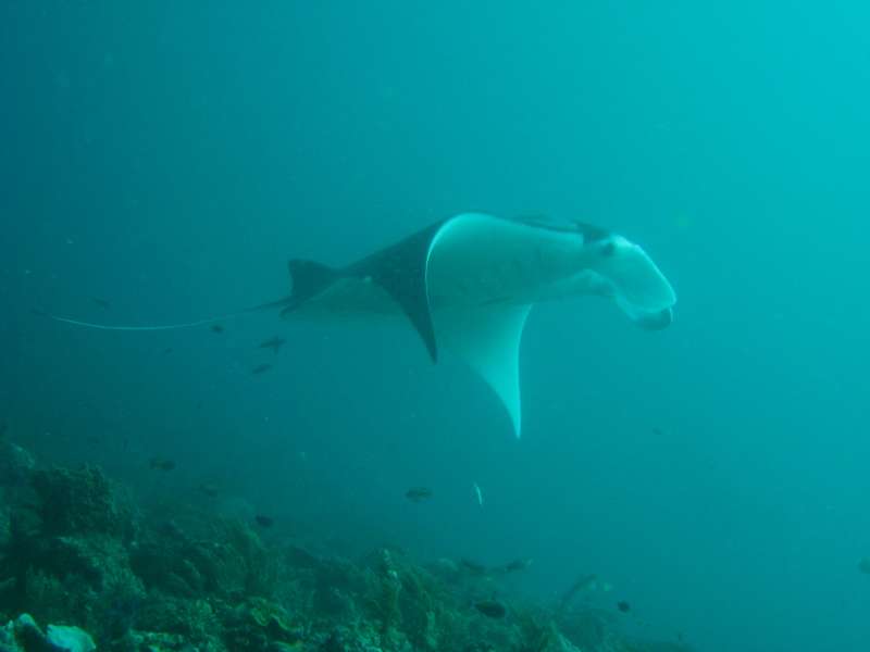 Manta Ray