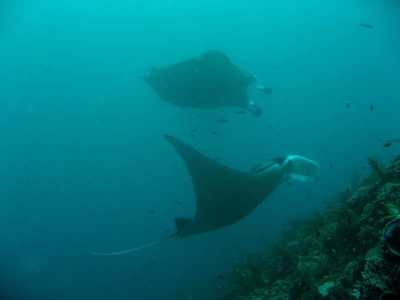 Manta Ray