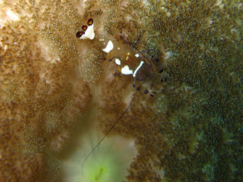 Anemone Shrimp