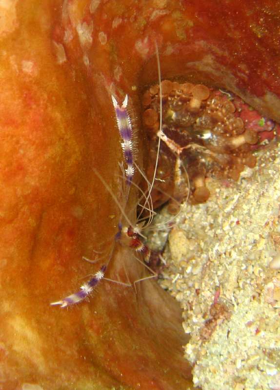 Cleaner Shrimp