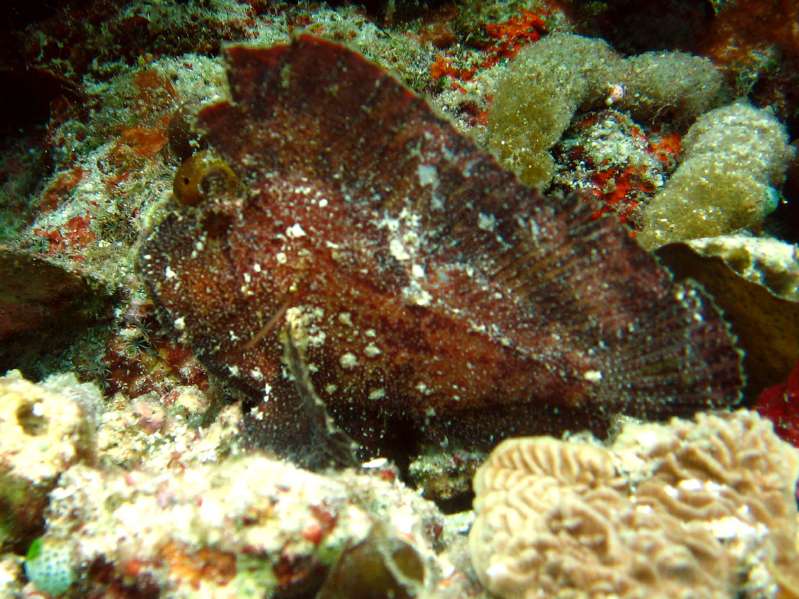 Leaf Scorpionfish