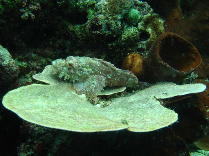 Tasseled Scorpionfish