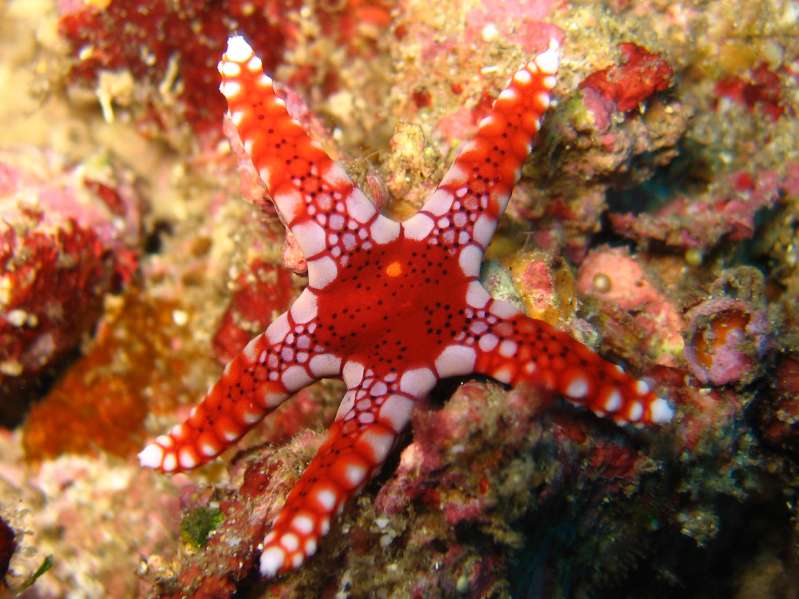 Sea Star