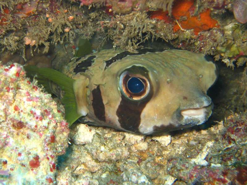 Black-blotched Porcupinefish