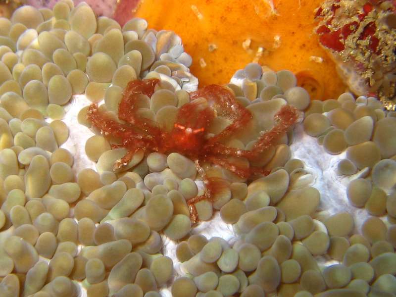 Orangutan Crab