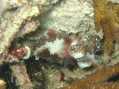 juvenile Cuttlefish