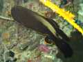 juvenile Pinnate Spadefish