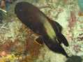juvenile Pinnate Spadefish